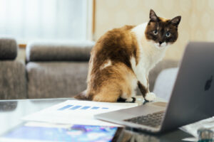 知らないと損！成功する占い師開業のためのポイントを徹底解説