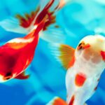 場所を考えずに水槽を置くのは風水的に危険!金運アップできる位置と注意点