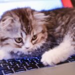 風水で仕事運アップが可能に!初心者でも実践できる方法