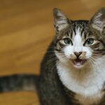 占い師が胡散臭いと思われる理由とは?その特徴を徹底解説