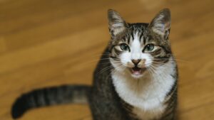 占い師が胡散臭いと思われる理由とは?その特徴を徹底解説