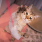 占い師の能力とは？初心者にもわかる真実を完全解説！