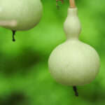 玄関にひょうたんを飾る風水効果と正しい置き方