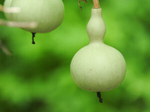 玄関にひょうたんを飾る風水効果と正しい置き方