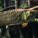 風水における水槽の魚の数の意味とは?金運アップを狙う占い師入門