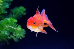 金運爆上げ！風水で選ぶべき水槽の吉方位と配置テクニック